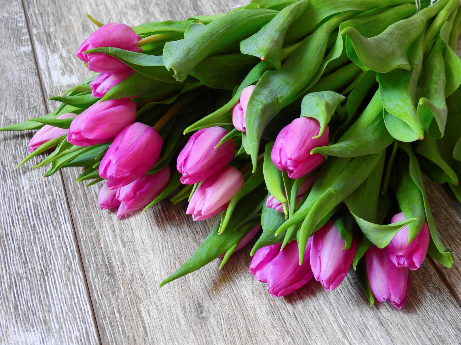 Nikon Coolpix P900 sample photo. Flower, tulips, blossom photography