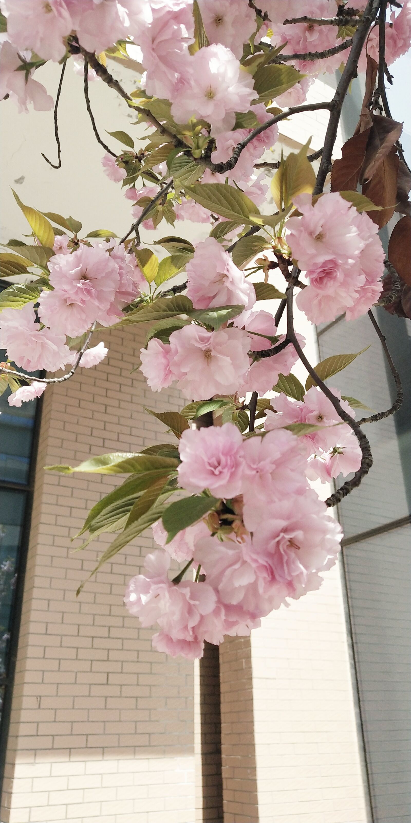vivo X20A sample photo. Cherry blossom, spring, pink photography