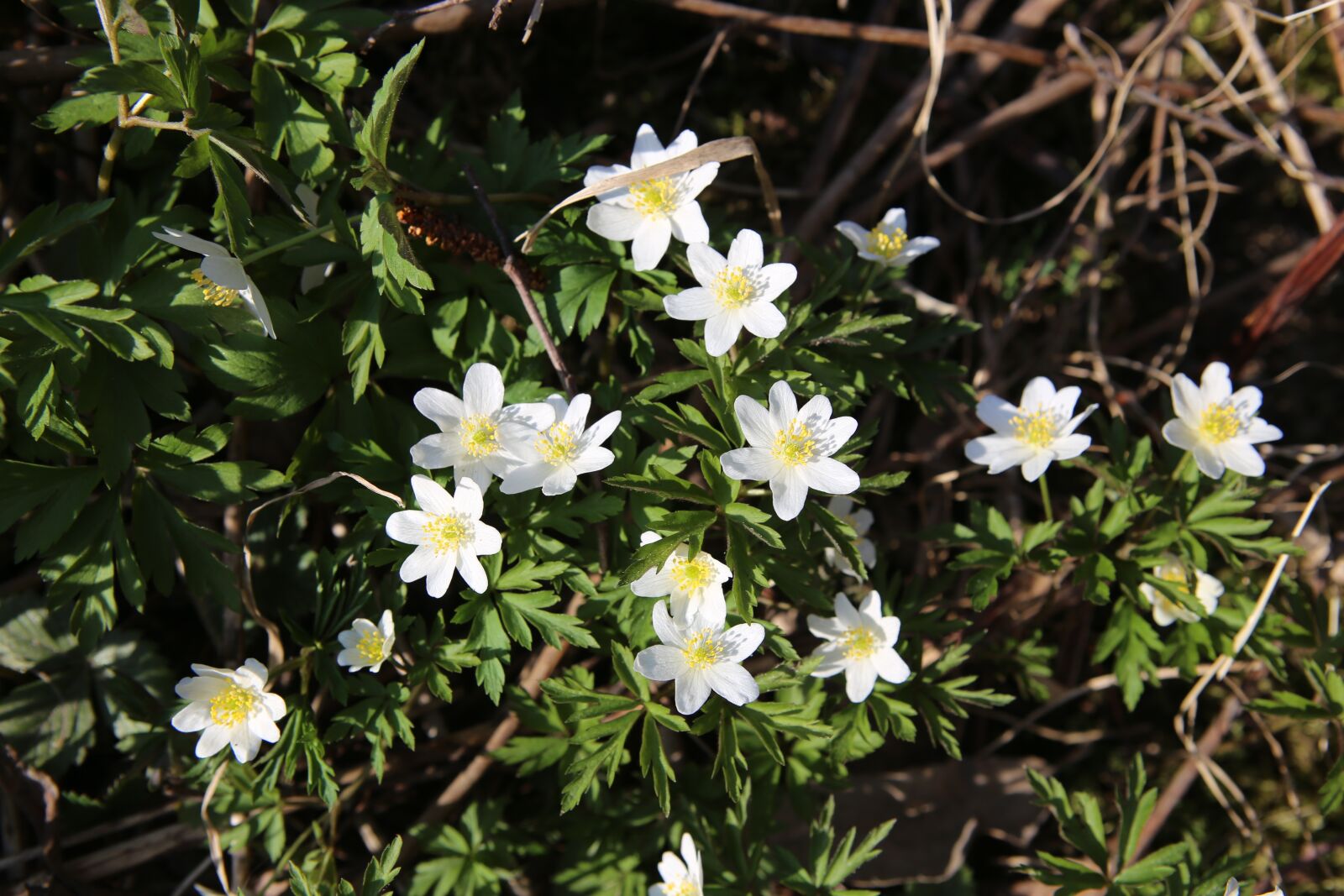 Canon EOS 6D + Canon EF 24-70mm F2.8L USM sample photo. Spring, mother's day, nature photography