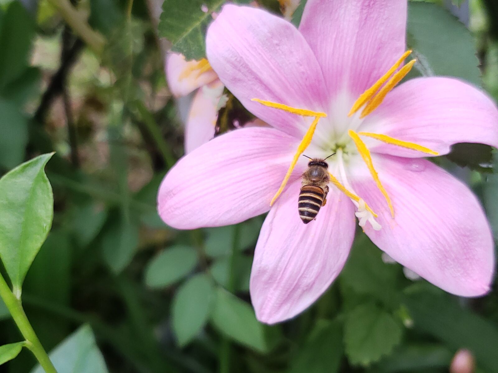 Samsung Galaxy Note9 sample photo. Bee, flower, insect photography