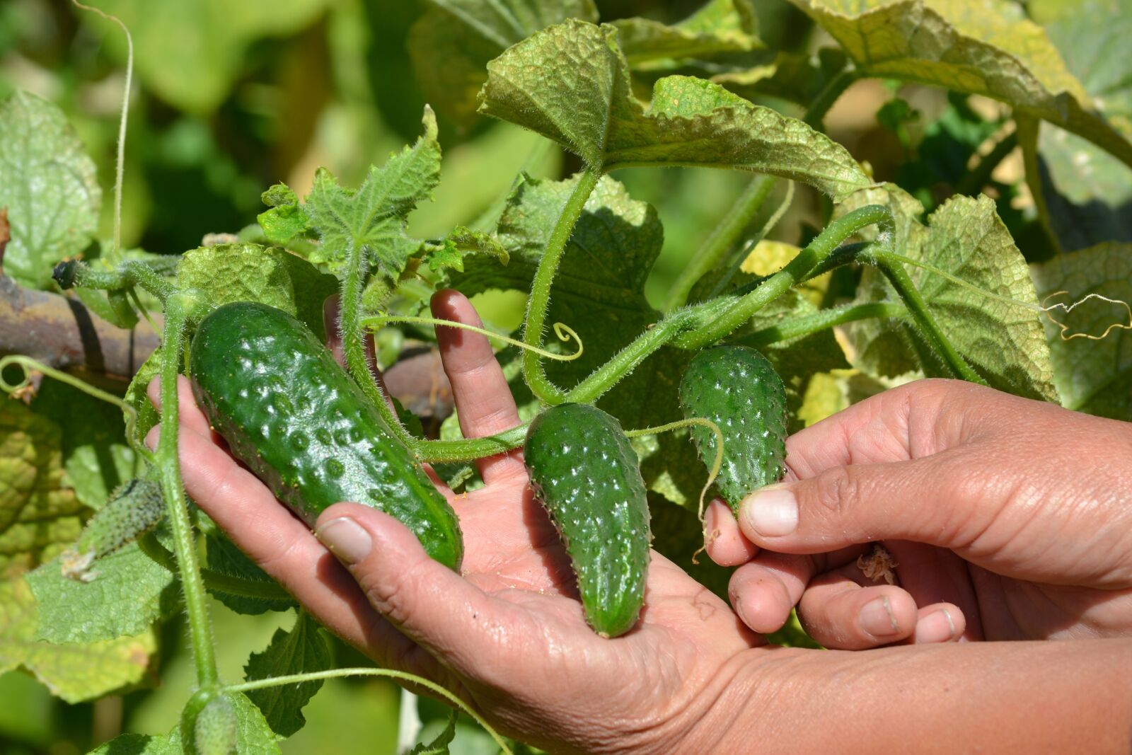 Nikon D3100 sample photo. Agriculture, farm, eco photography