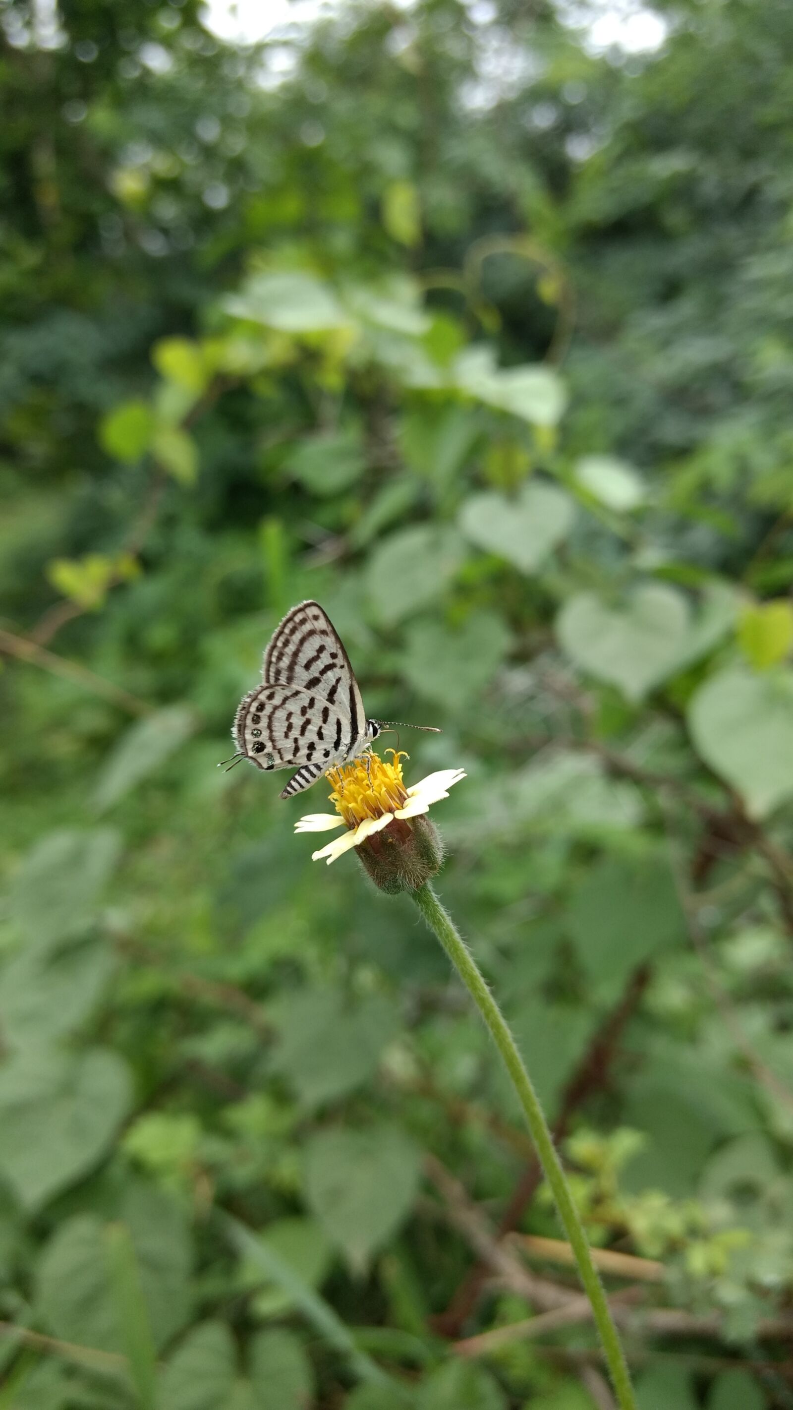 Motorola Moto G (4) sample photo. Nature, summer, butterfly photography