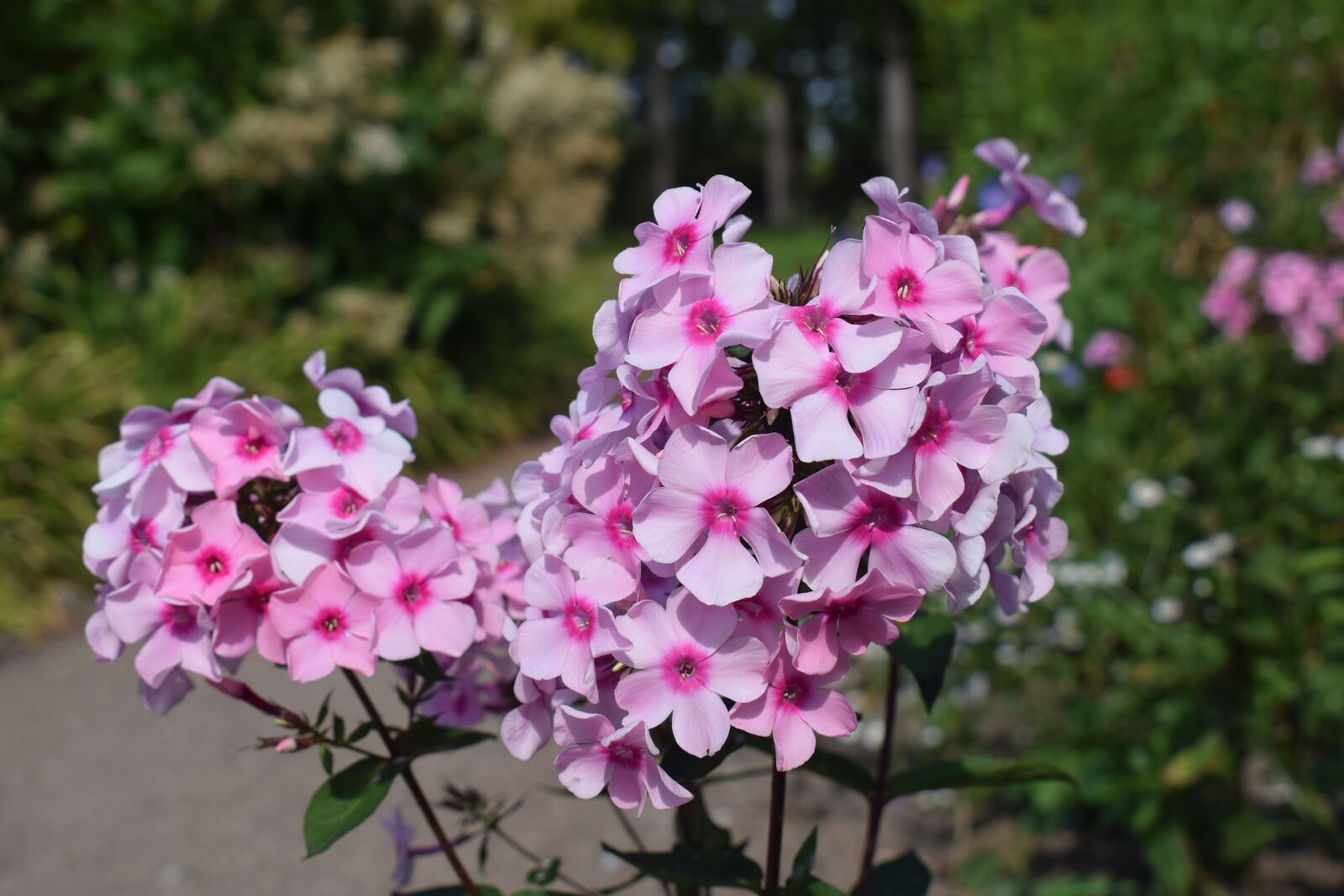 Nikon D5300 sample photo. Phlox, flame flower, purple photography
