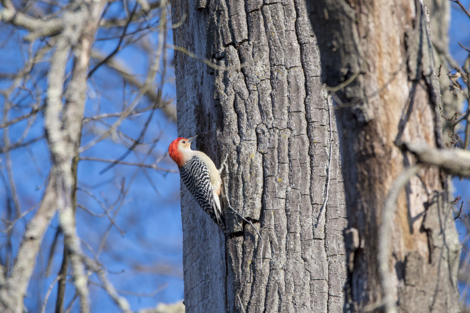 Sigma 150-600mm F5-6.3 DG OS HSM | C sample photo. Gray, and, red, woodpecker photography