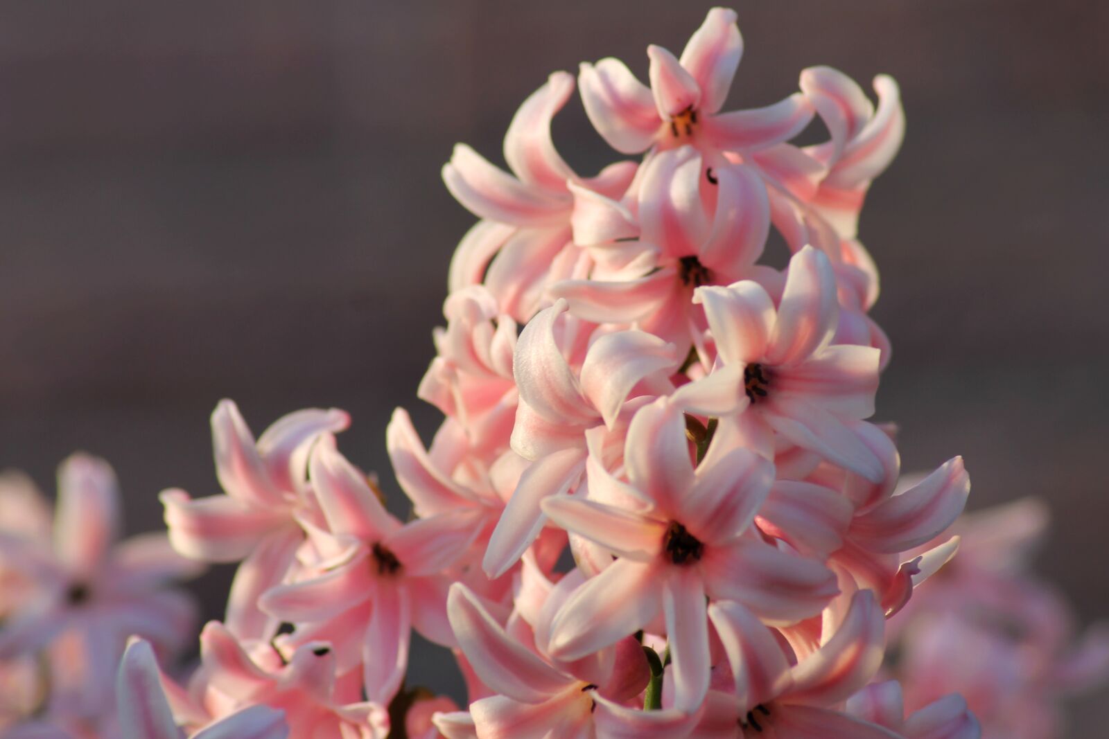 Canon EOS 1100D (EOS Rebel T3 / EOS Kiss X50) sample photo. Hyacinth, harbinger of spring photography