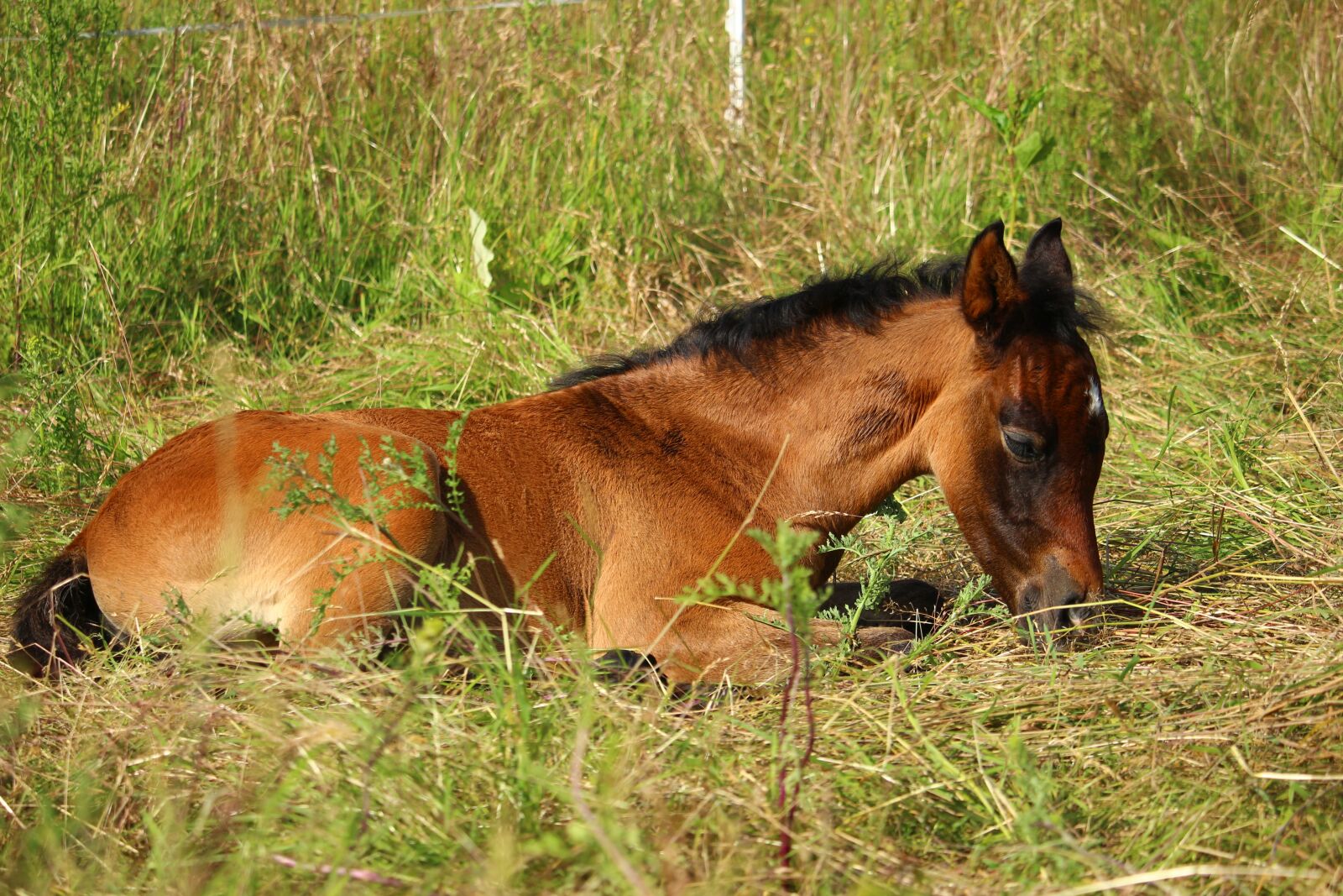Canon EOS 100D (EOS Rebel SL1 / EOS Kiss X7) sample photo. Horse, foal, brown mold photography