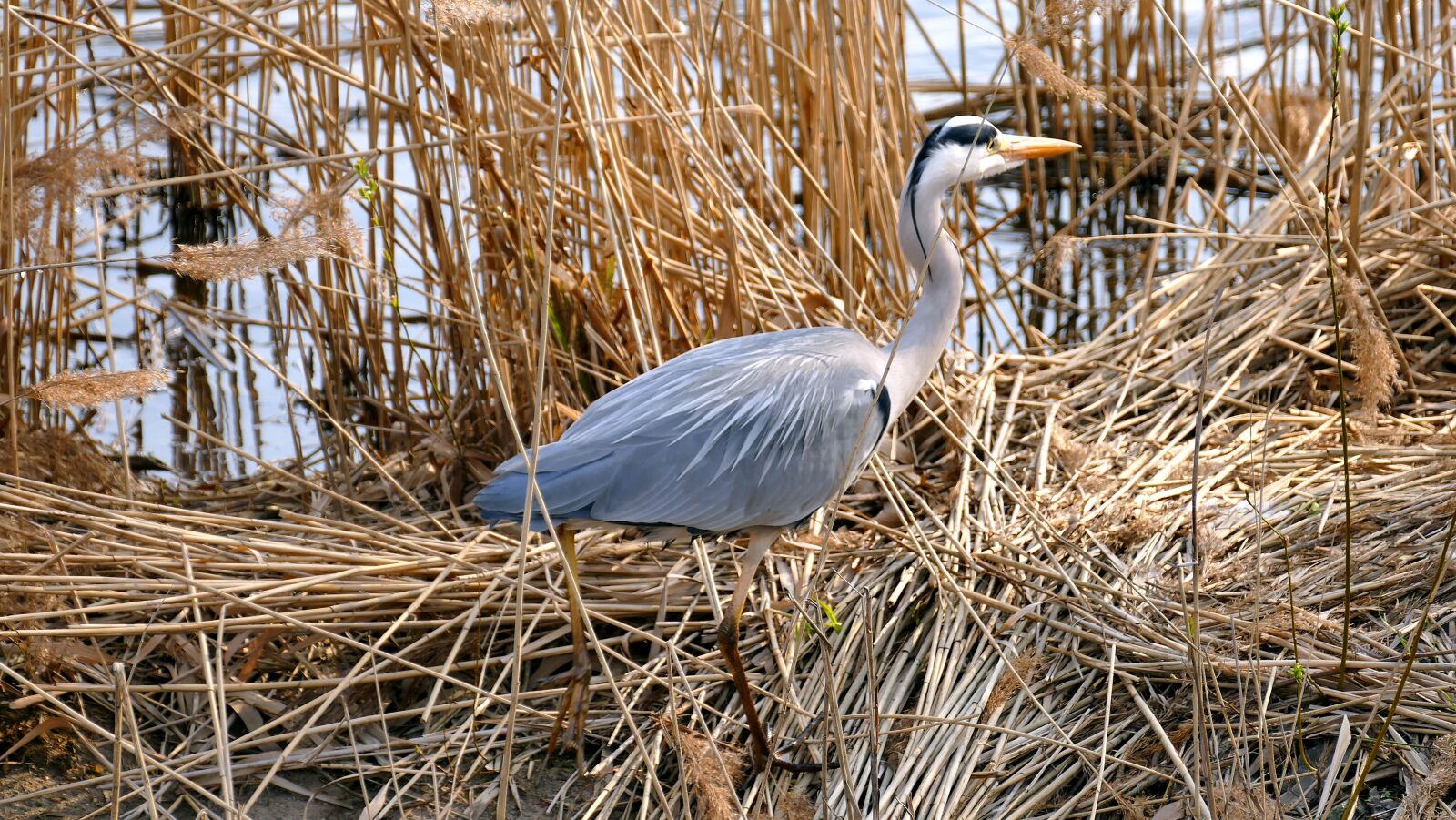 Panasonic Lumix DMC-FZ1000 sample photo. Animal, bird, grey heron photography