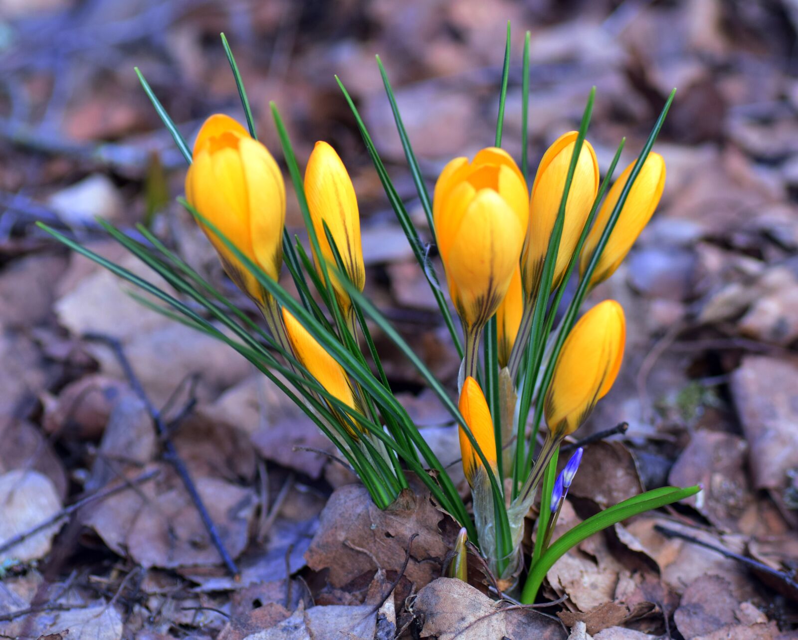 Nikon D5300 sample photo. Crocus, iris, plant photography