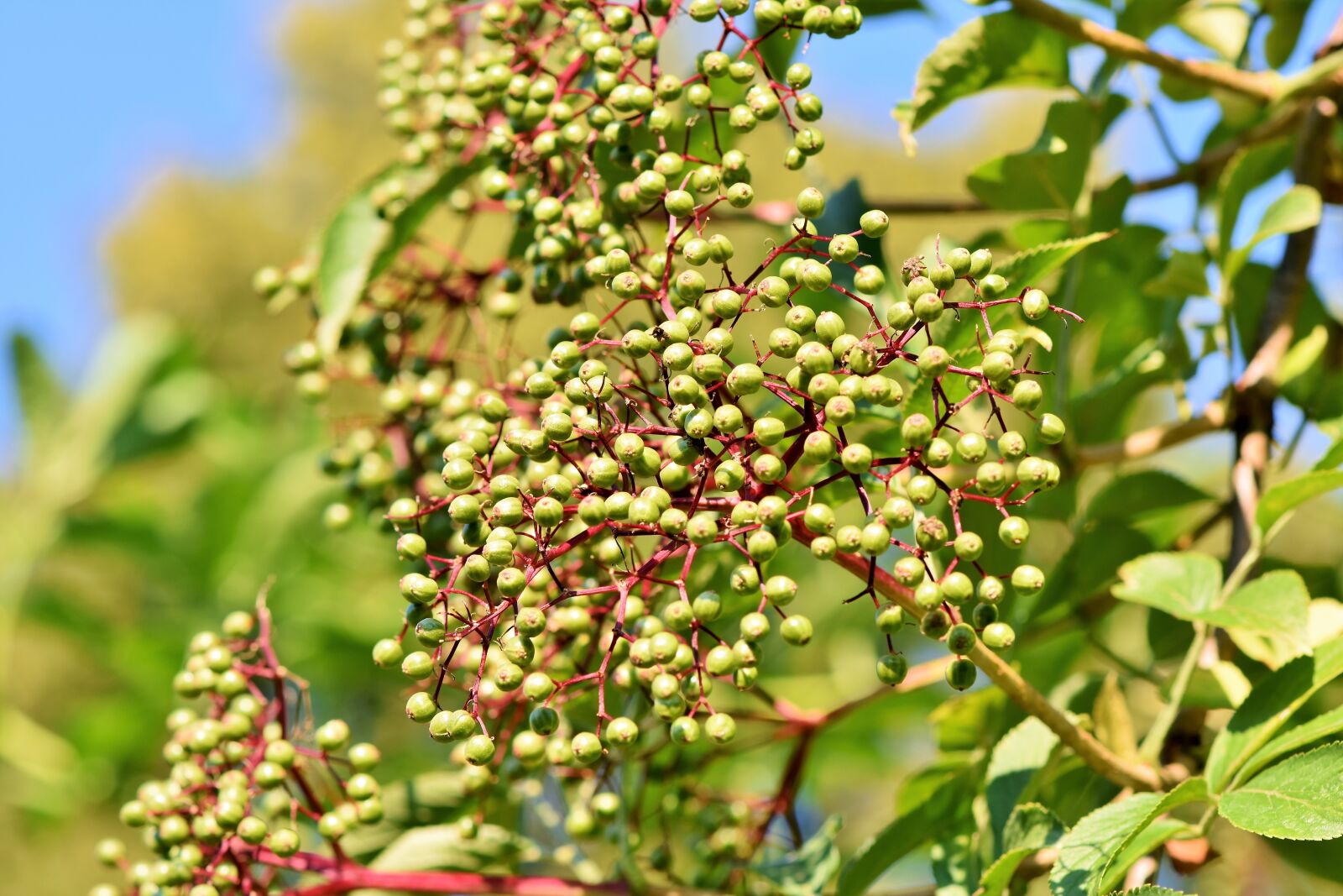 Nikon D7200 sample photo. Elder, holder bush, black photography