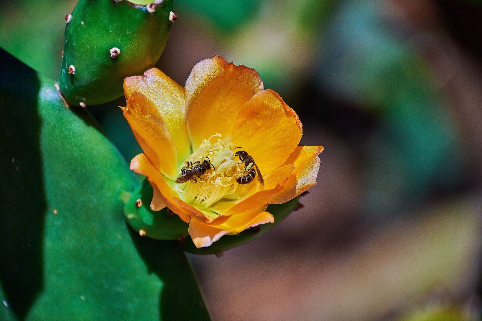 Nikon D7200 sample photo. Prickly pear cactus, cactus photography