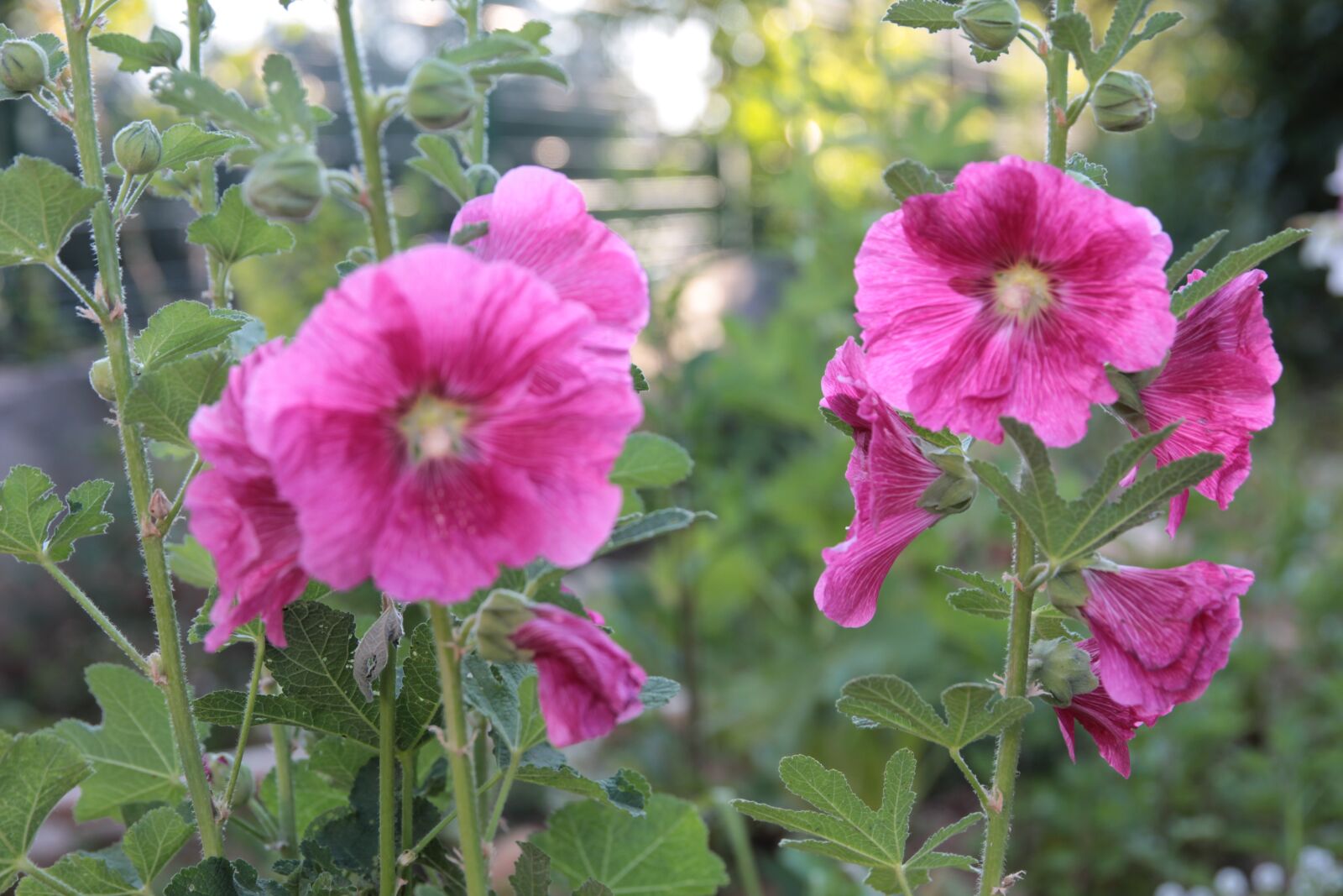 Canon EOS 550D (EOS Rebel T2i / EOS Kiss X4) sample photo. Mallow blossom, marshmallow flower photography