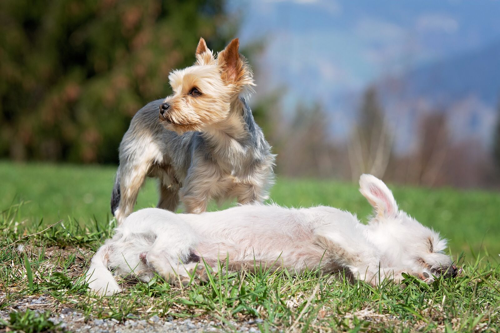 Nikon D7100 sample photo. Dogs, out, meadow photography