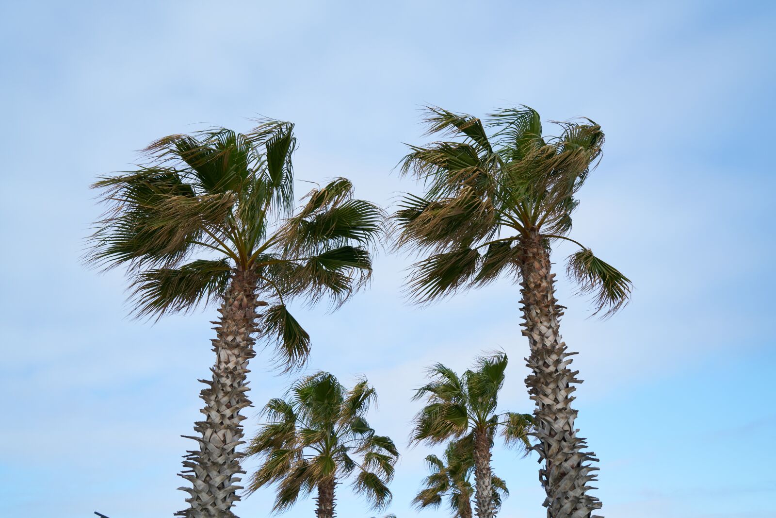 Sony a7R II sample photo. Palm, tropical, holiday photography