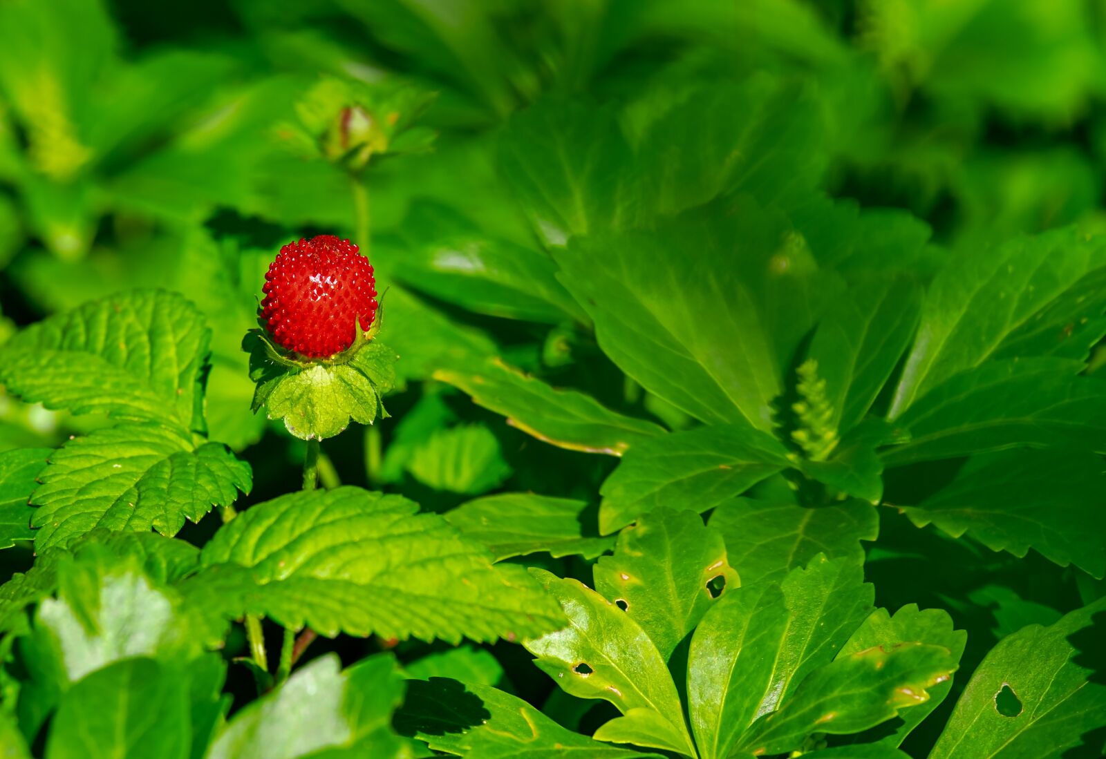 Fujifilm XF 55-200mm F3.5-4.8 R LM OIS sample photo. Strawberry, wild strawberry, nature photography