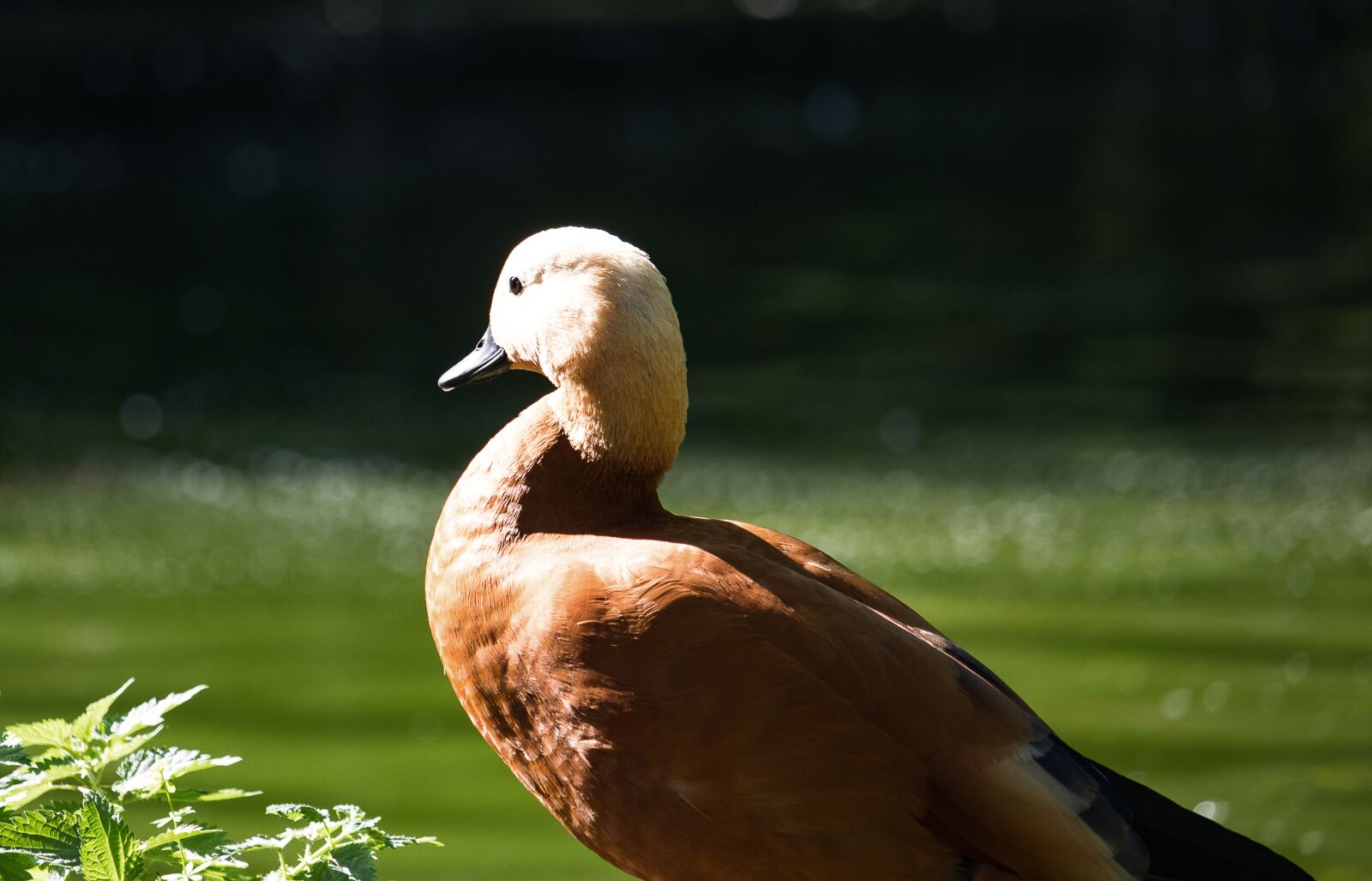 Canon EF-S 55-250mm F4-5.6 IS STM sample photo. Rust goose, goose, bird photography