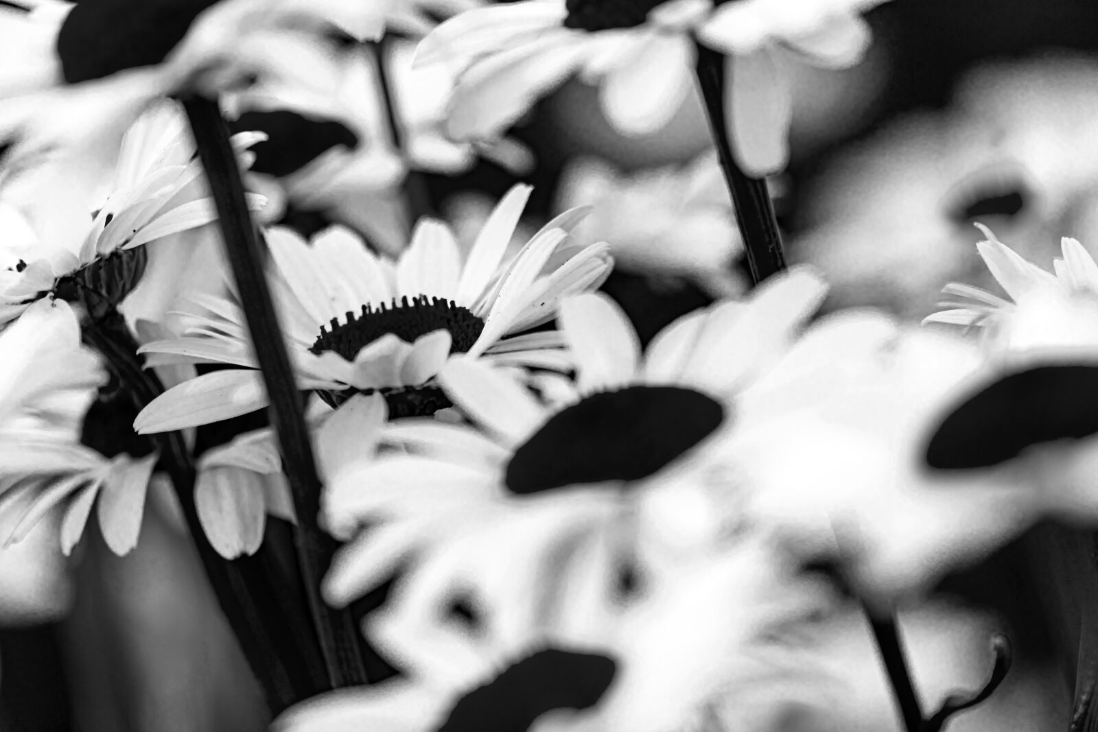 Canon EOS 5D Mark IV sample photo. Flower, daisy, plant photography
