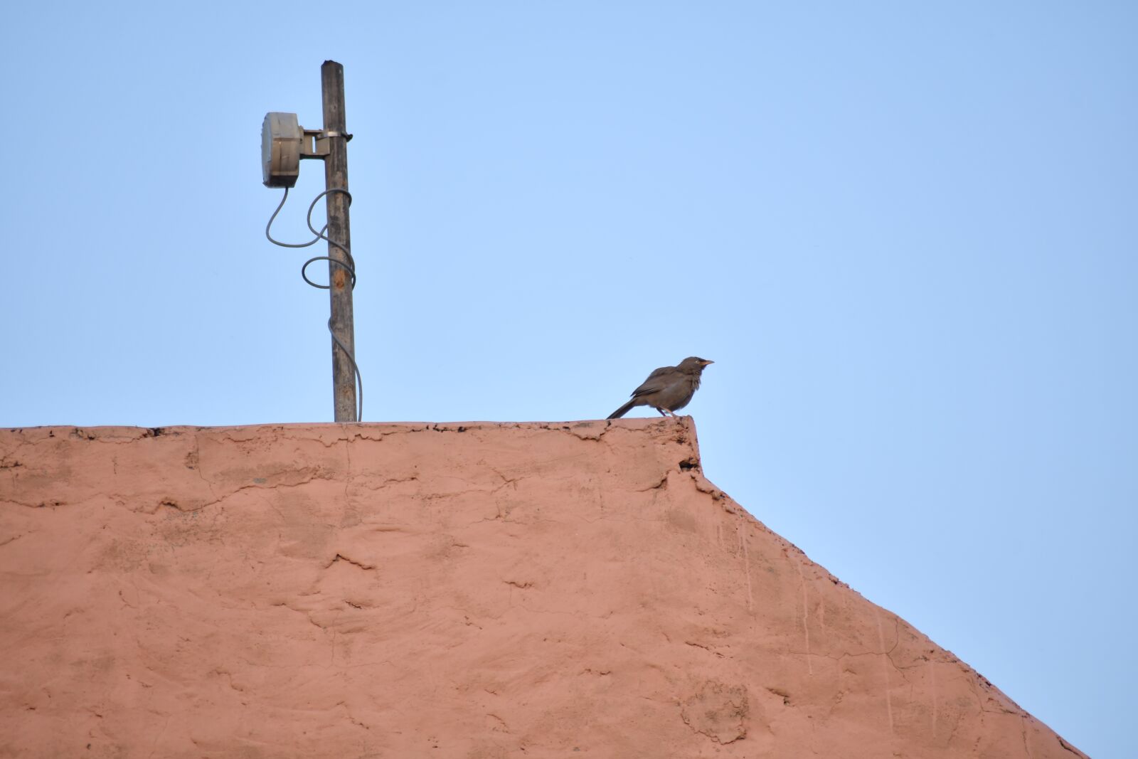 Nikon D500 sample photo. Bird, sky, munder photography