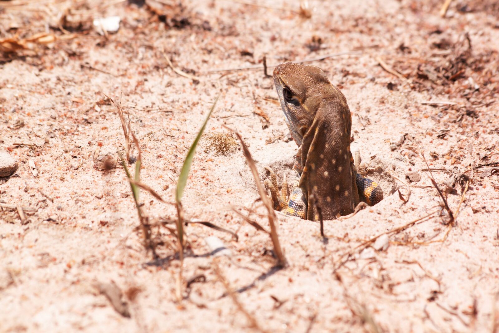 Canon EOS 500D (EOS Rebel T1i / EOS Kiss X3) sample photo. Iguana, chameleon, reptile photography