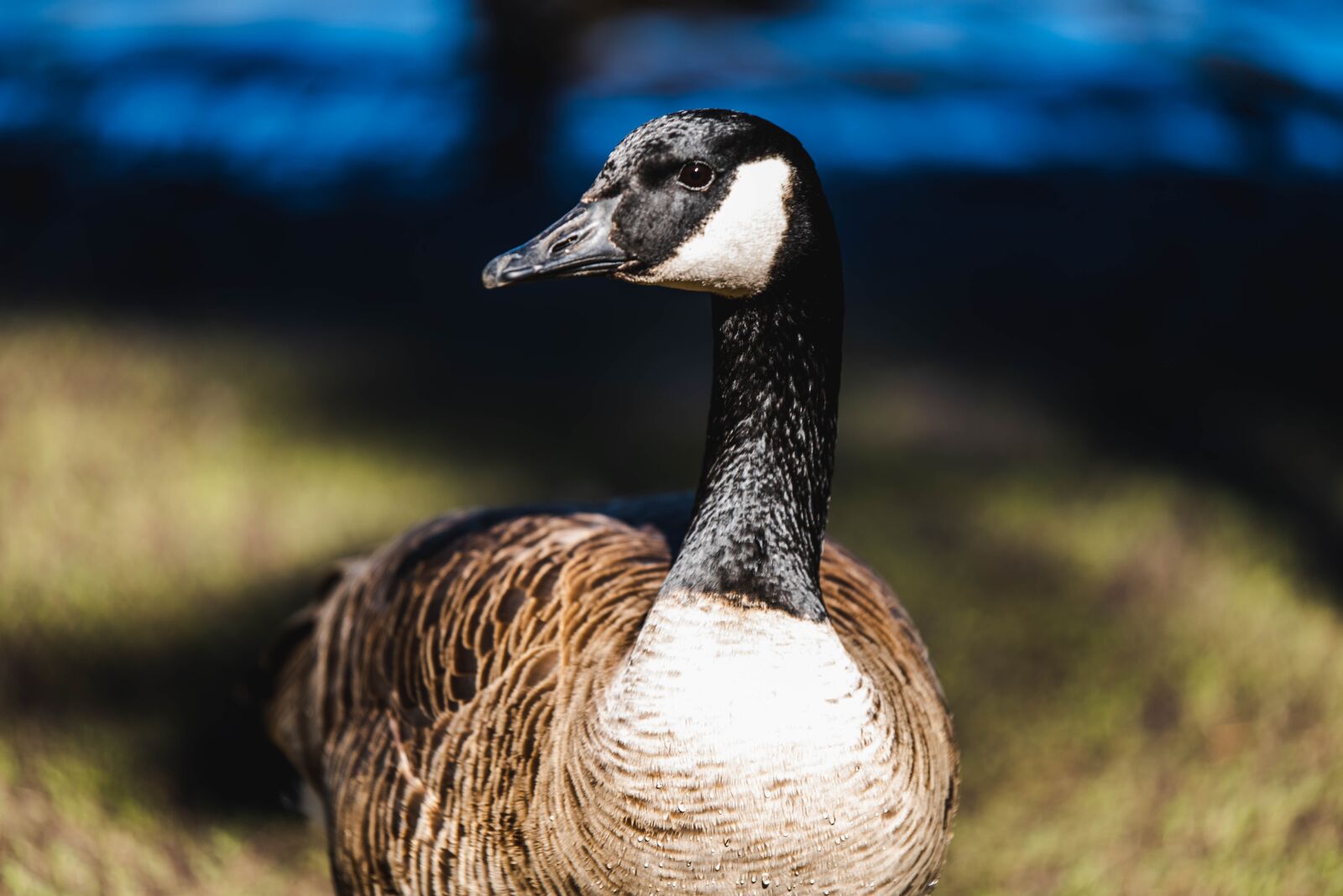 Nikon D750 sample photo. Goose, bird, animal photography