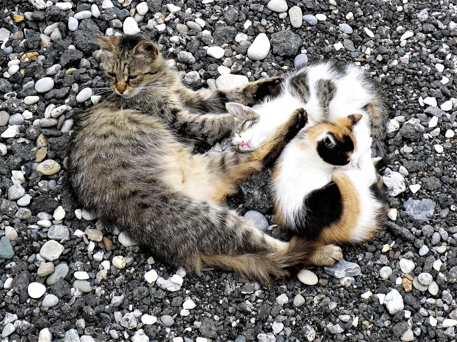 Pentax Optio H90 sample photo. Cat, chill out, concerns photography