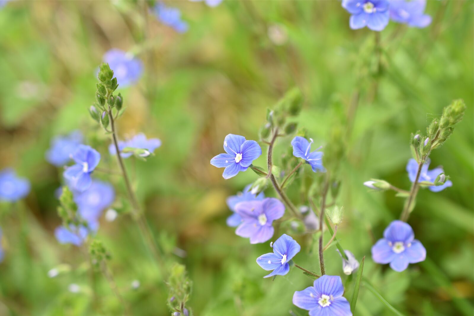 Nikon D5600 sample photo. Flower, violet, nature photography