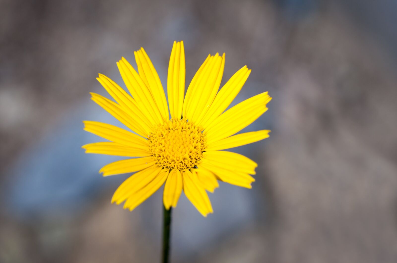 Nikon D90 sample photo. Sword-elecampane, composites, flower photography
