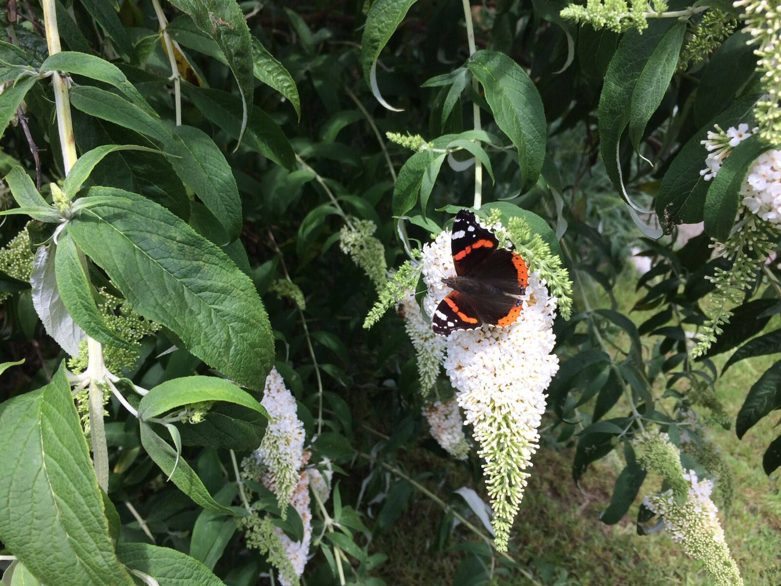 iPhone 5s back camera 4.15mm f/2.2 sample photo. Butterfly, garden, butterfly bush photography
