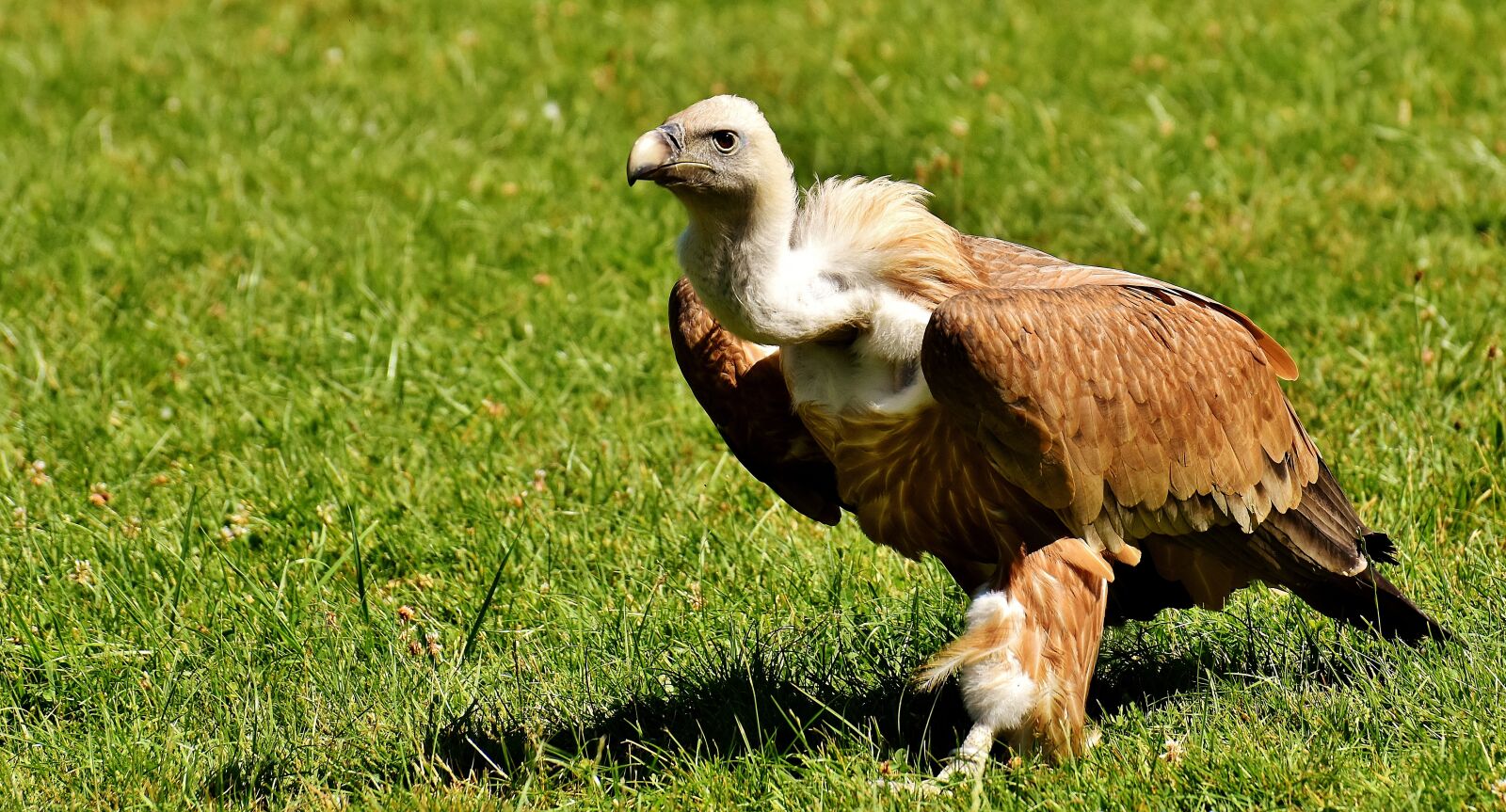 Nikon D7200 sample photo. Vulture, bird of prey photography