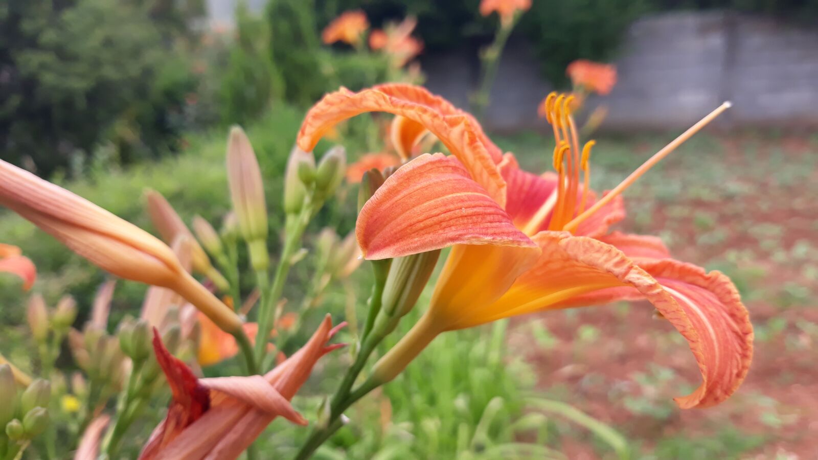 Samsung Galaxy J5 sample photo. Phone, photos, samsung photography