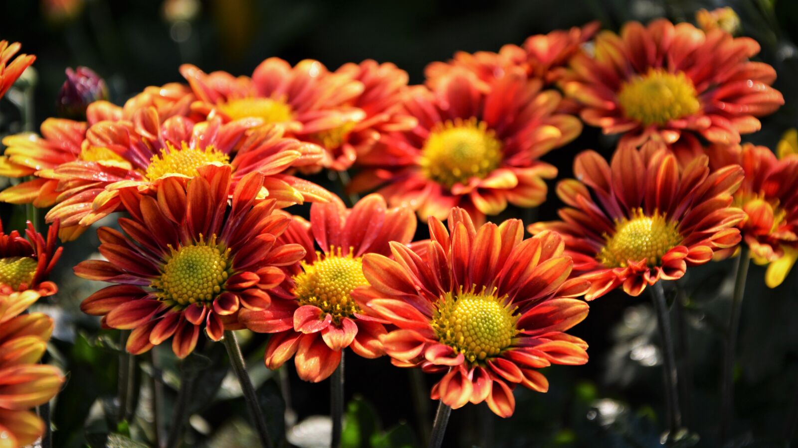 Nikon D7100 sample photo. Flower, chichewa live, vivid photography