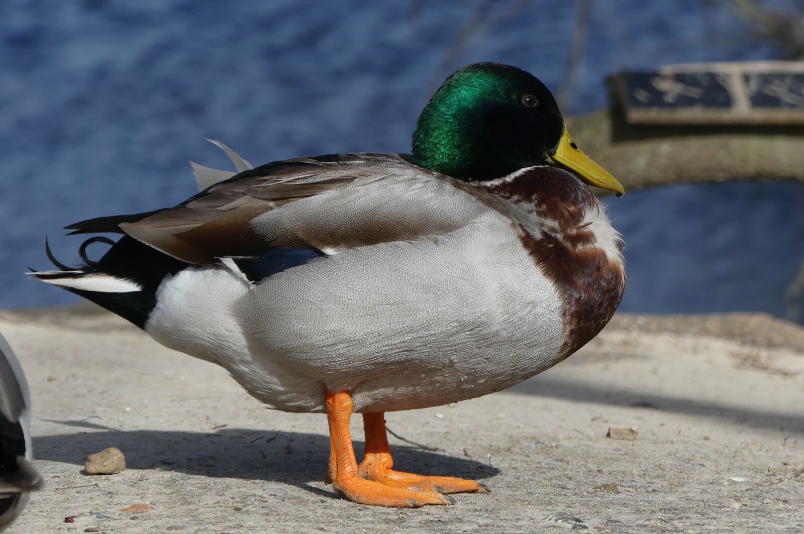 Panasonic Lumix DMC-FZ300 sample photo. Duck, bird, body of photography