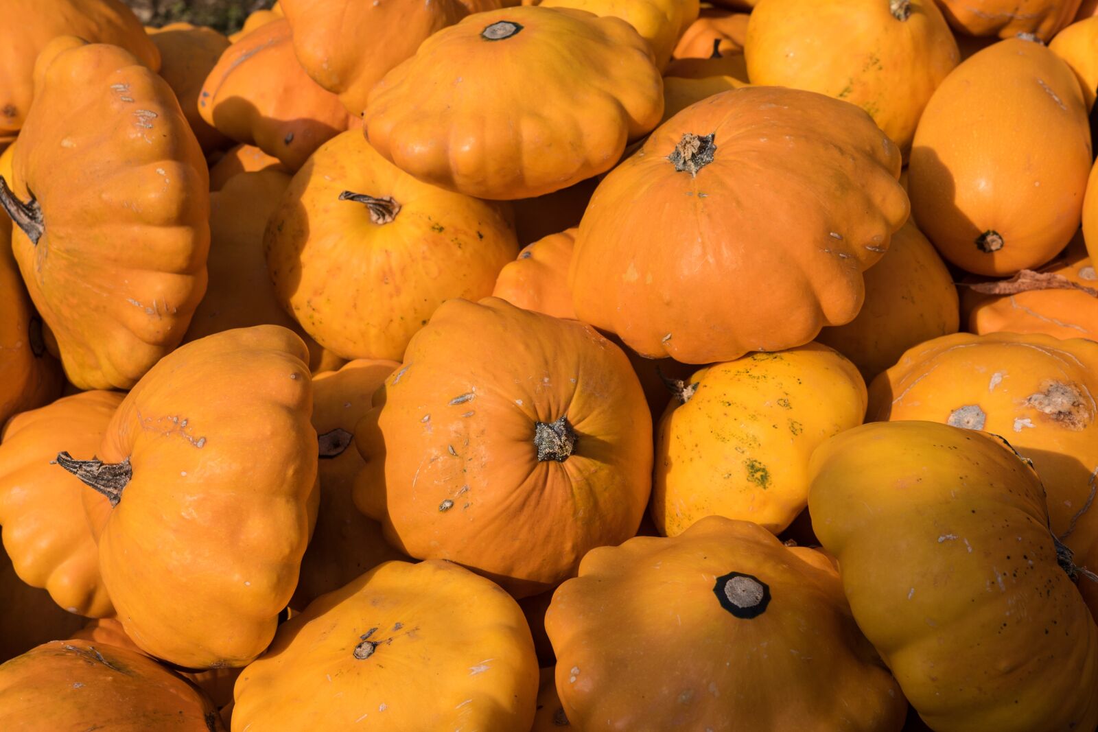 Canon EOS 7D Mark II sample photo. Pumpkin, pumpkins, autumn photography