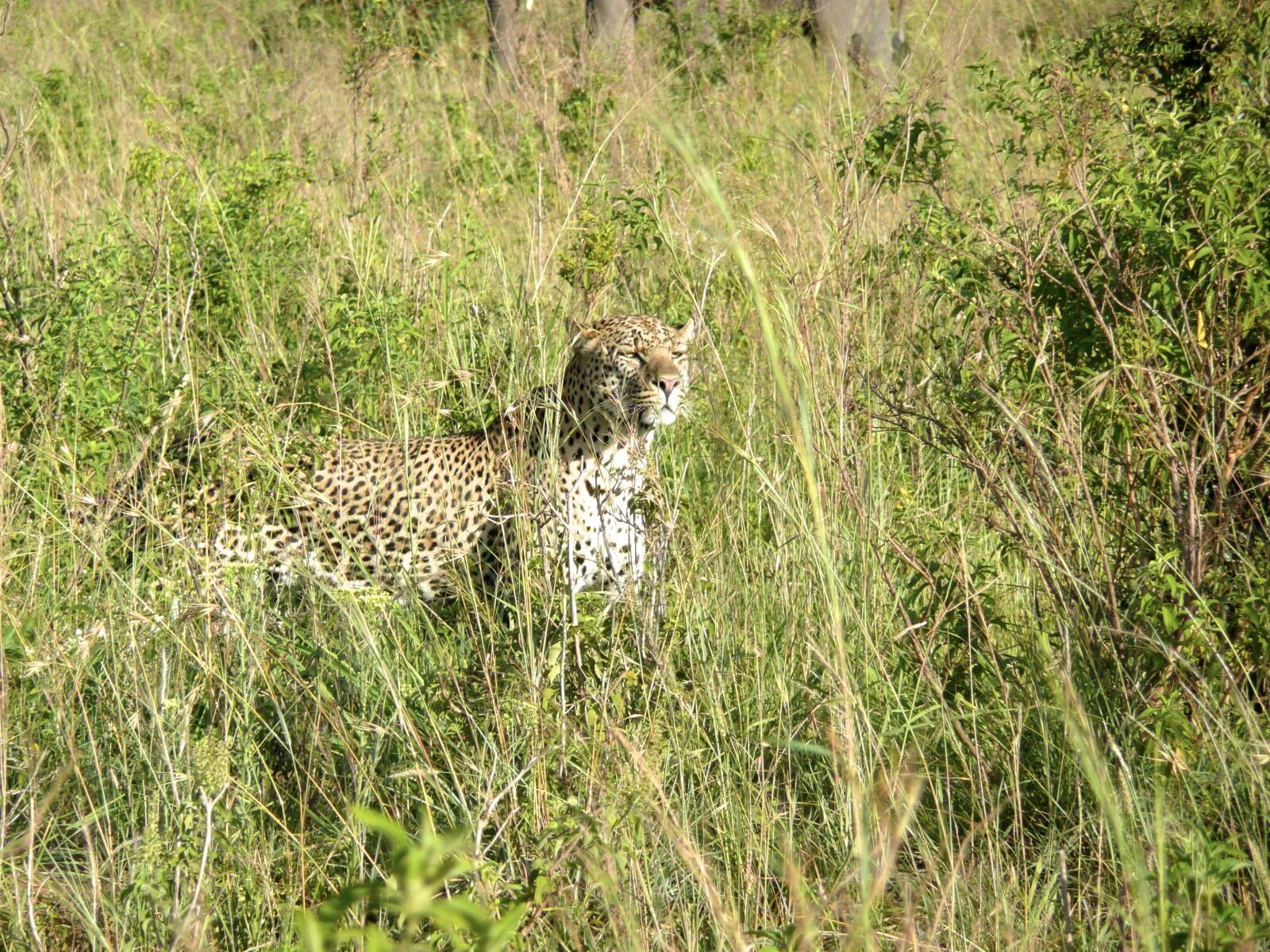 Panasonic DMC-TZ3 sample photo. Leopard, masai, mara photography