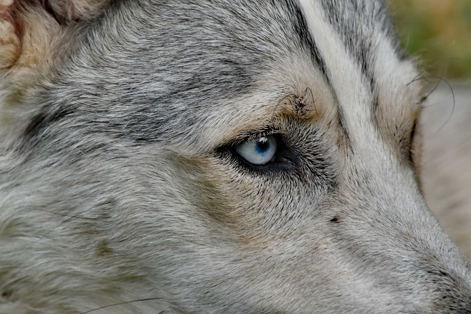 Nikon D5500 sample photo. Beautiful image, close-up, details photography