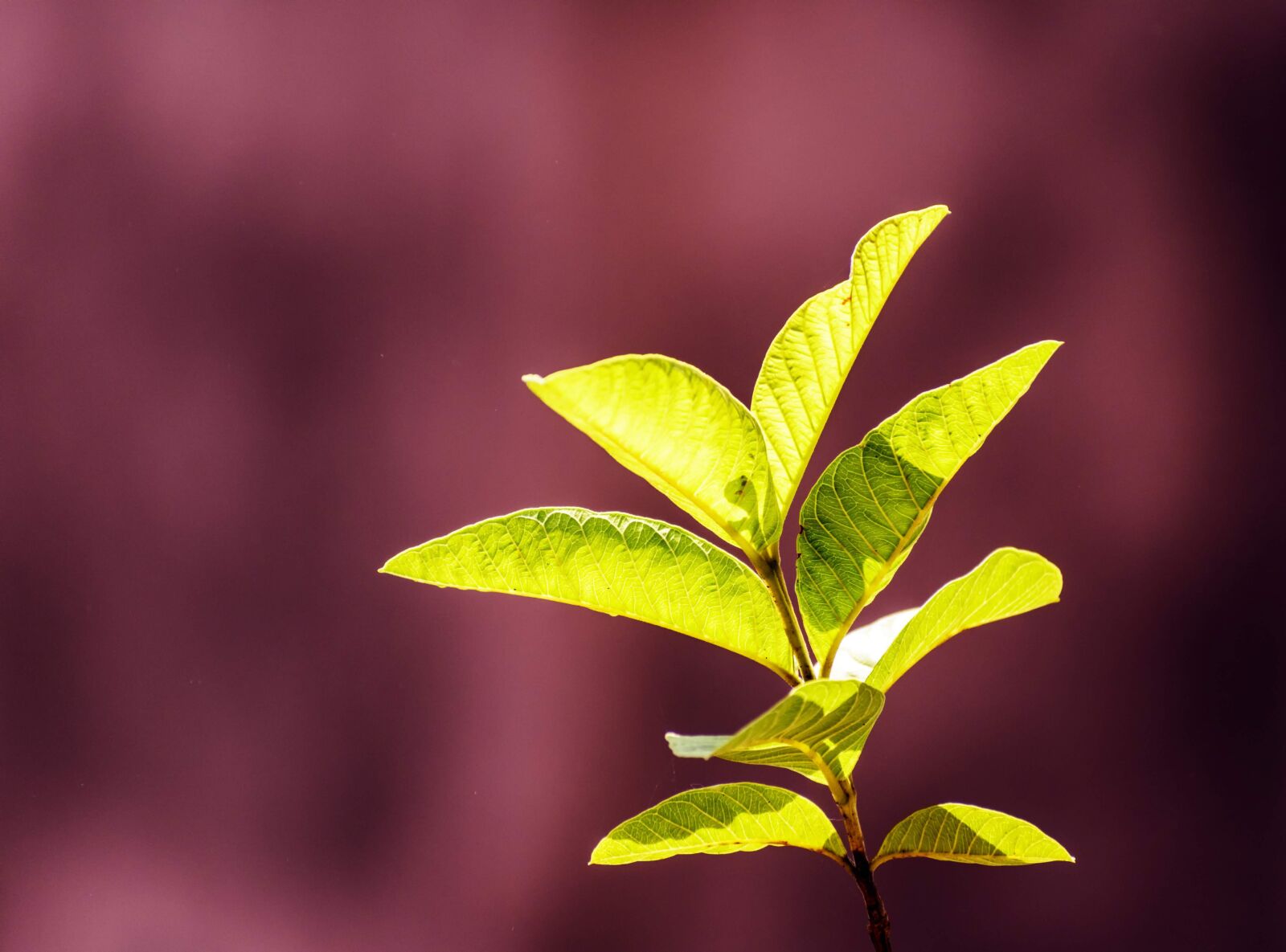 Nikon D3400 sample photo. Leaves, branches, plant photography