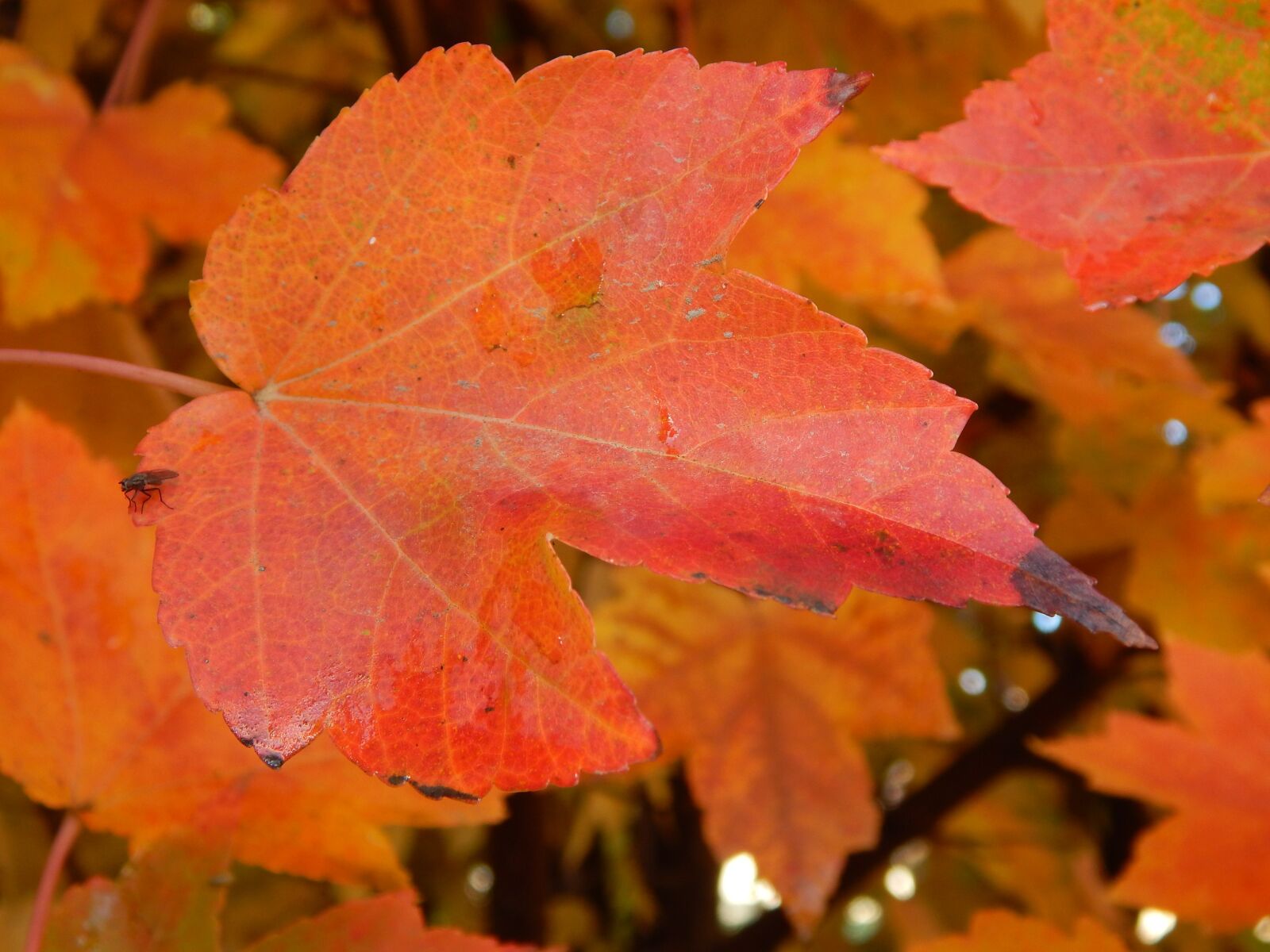 Nikon Coolpix L830 sample photo. Leaf, autumn, autumn leaves photography