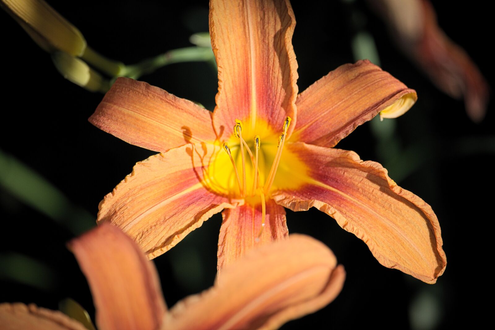 Fujifilm X-T2 sample photo. Flower, orange, leaf photography
