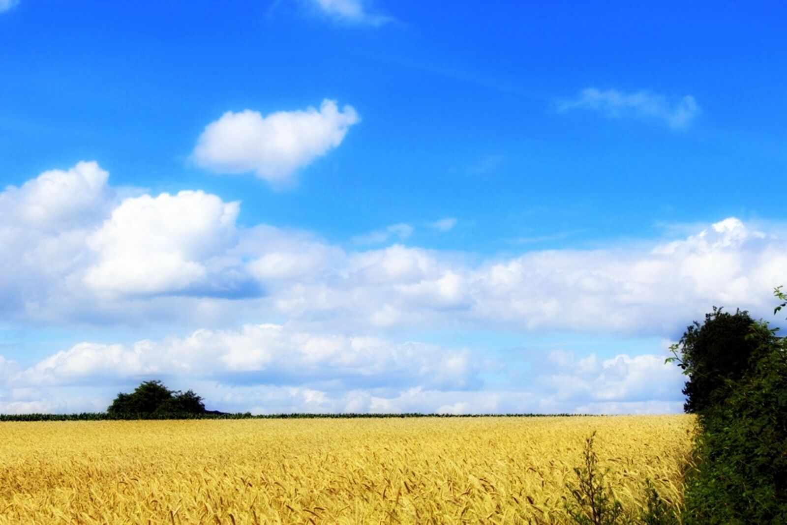 Canon EOS 1300D (EOS Rebel T6 / EOS Kiss X80) sample photo. Summer, cornfield, nature photography