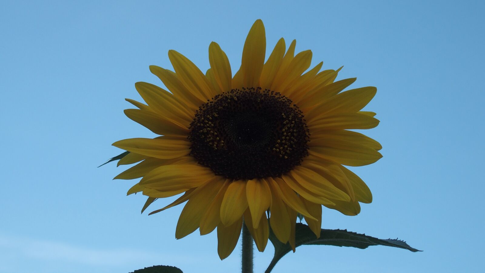 Olympus STYLUS1,1s sample photo. Sunflower, summer, flora photography
