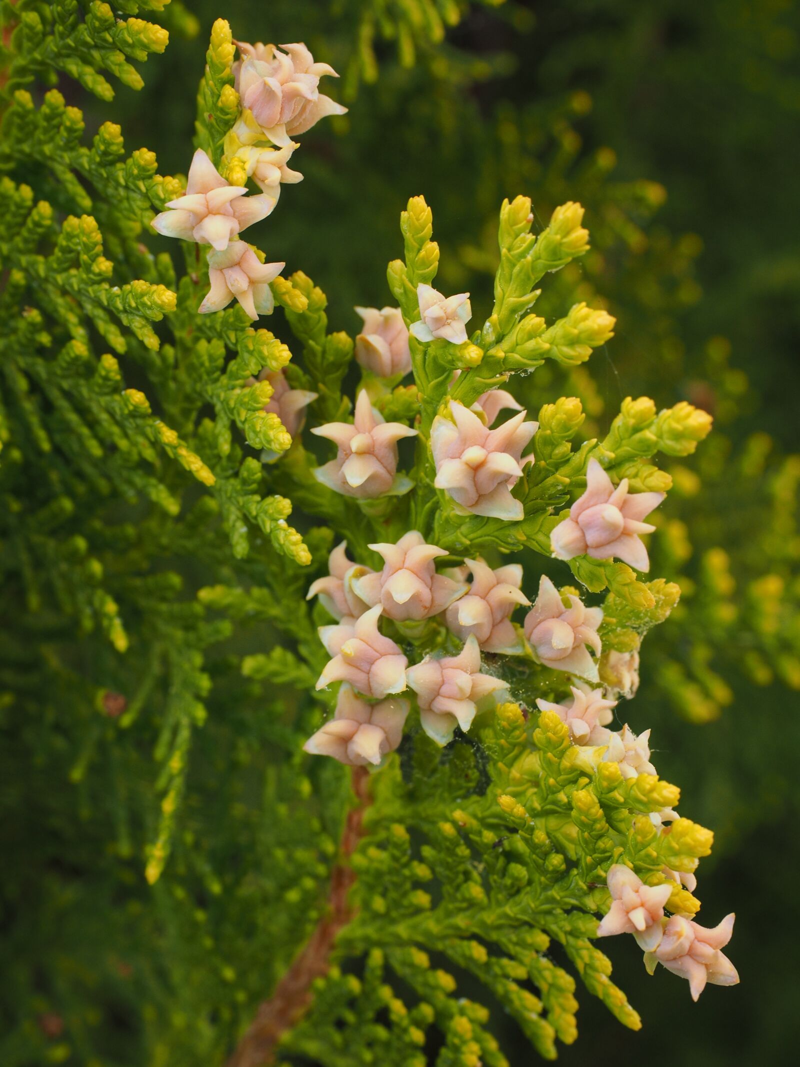 Olympus OM-D E-M1 + Olympus M.Zuiko Digital ED 12-40mm F2.8 Pro sample photo. Thuja, flowers, female flowers photography