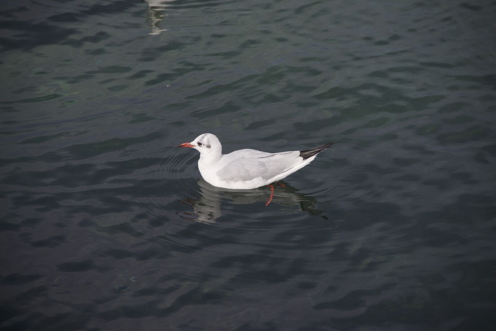 Canon EOS 650D (EOS Rebel T4i / EOS Kiss X6i) sample photo. Seagull, black sea, gulls photography