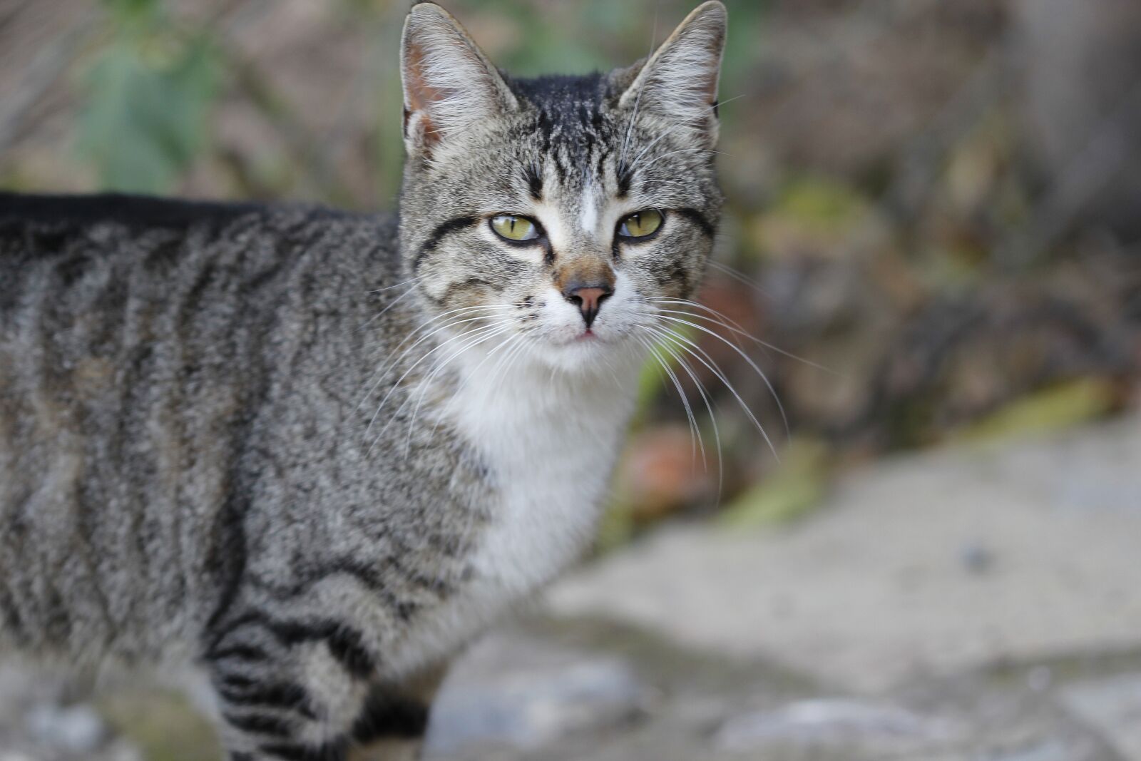 Canon EOS 550D (EOS Rebel T2i / EOS Kiss X4) sample photo. Cat, animal, animal portrait photography
