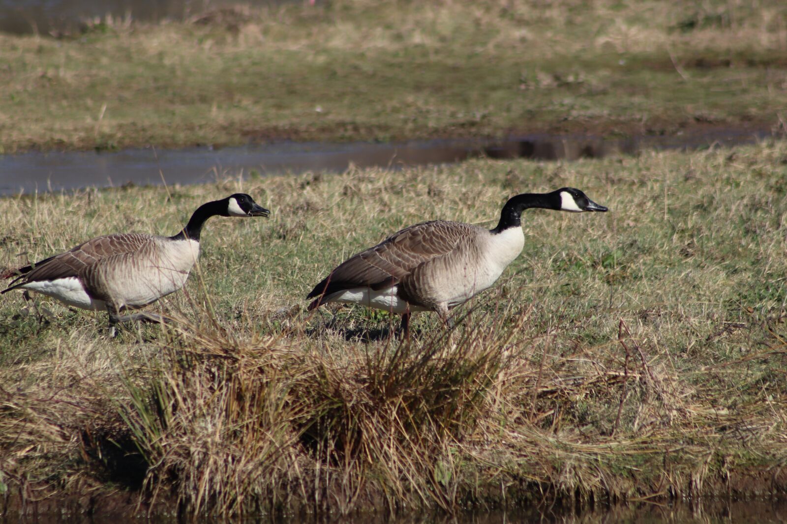 Canon EOS 800D (EOS Rebel T7i / EOS Kiss X9i) sample photo. Geese, waterfowl, wild geese photography