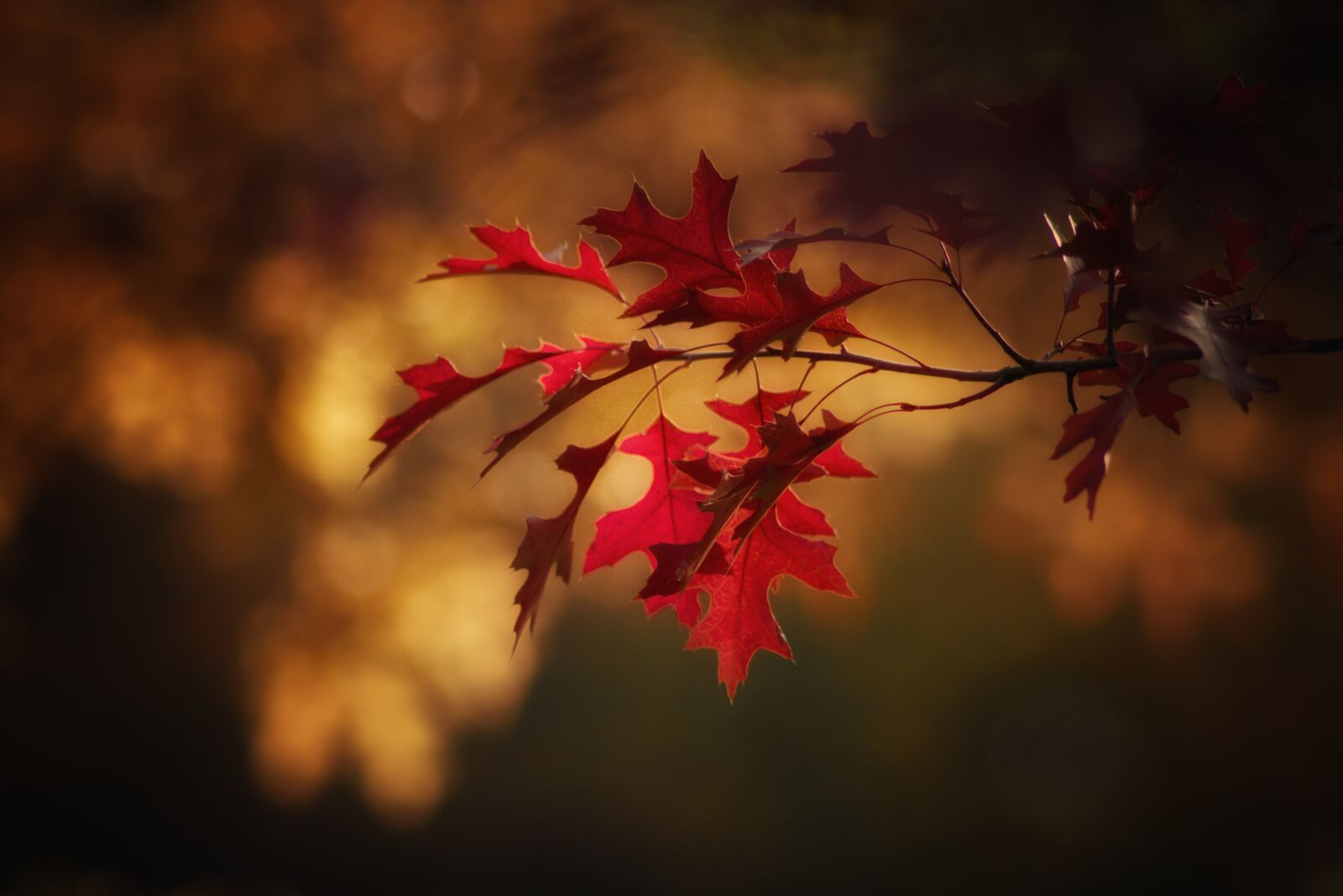 Pentax K-70 sample photo. Maple leaves, leaves, fall photography