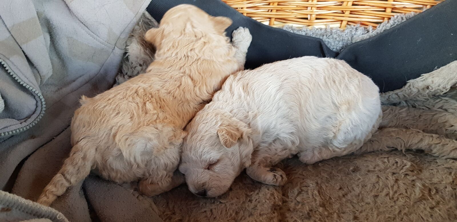 Samsung Galaxy S8 sample photo. Baby dog, puppies, dogs photography