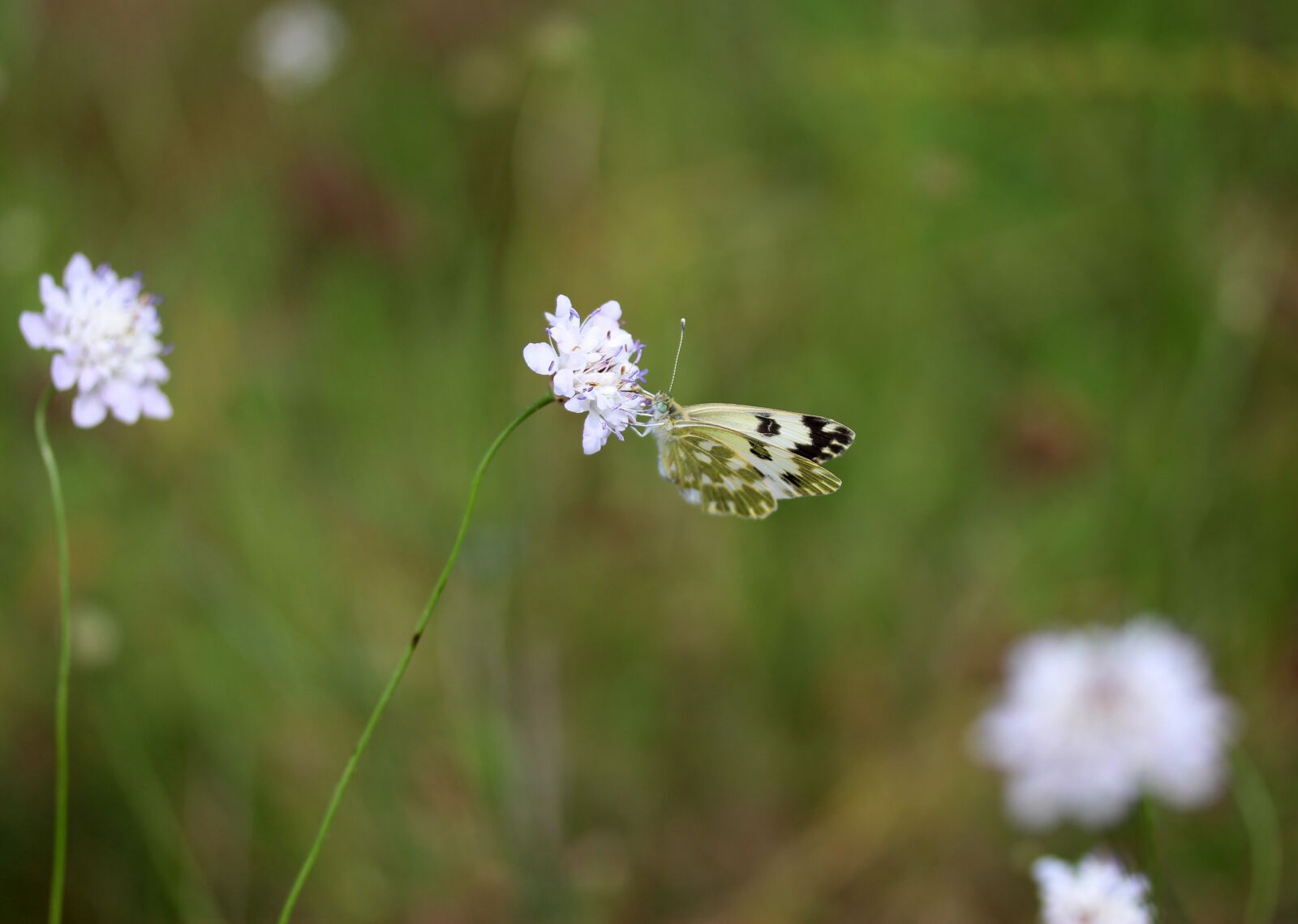 Canon EF-S 60mm F2.8 Macro USM sample photo. Butterfly, yellow, flower photography