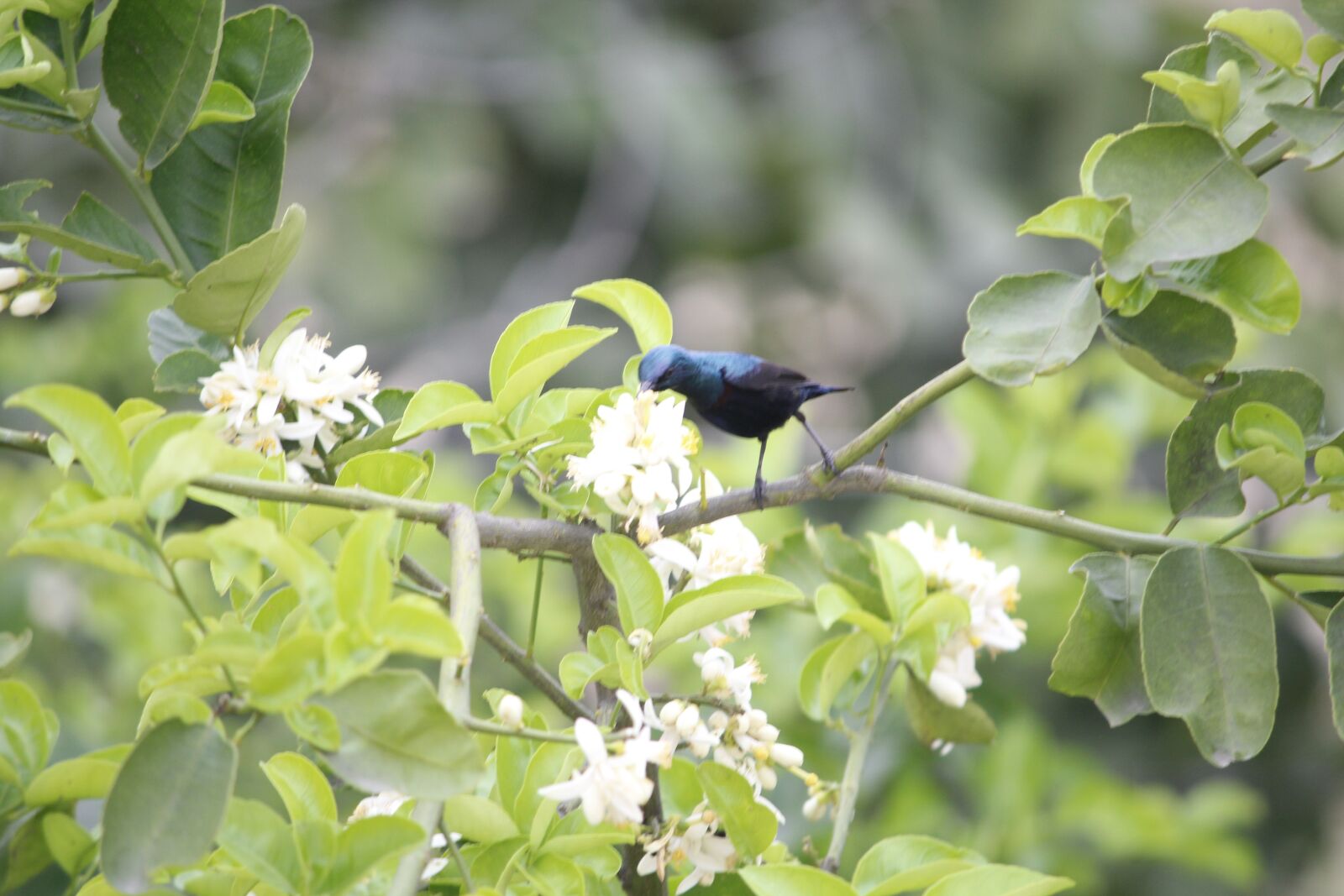 Canon EOS 1200D (EOS Rebel T5 / EOS Kiss X70 / EOS Hi) sample photo. Birds, nature, fly photography