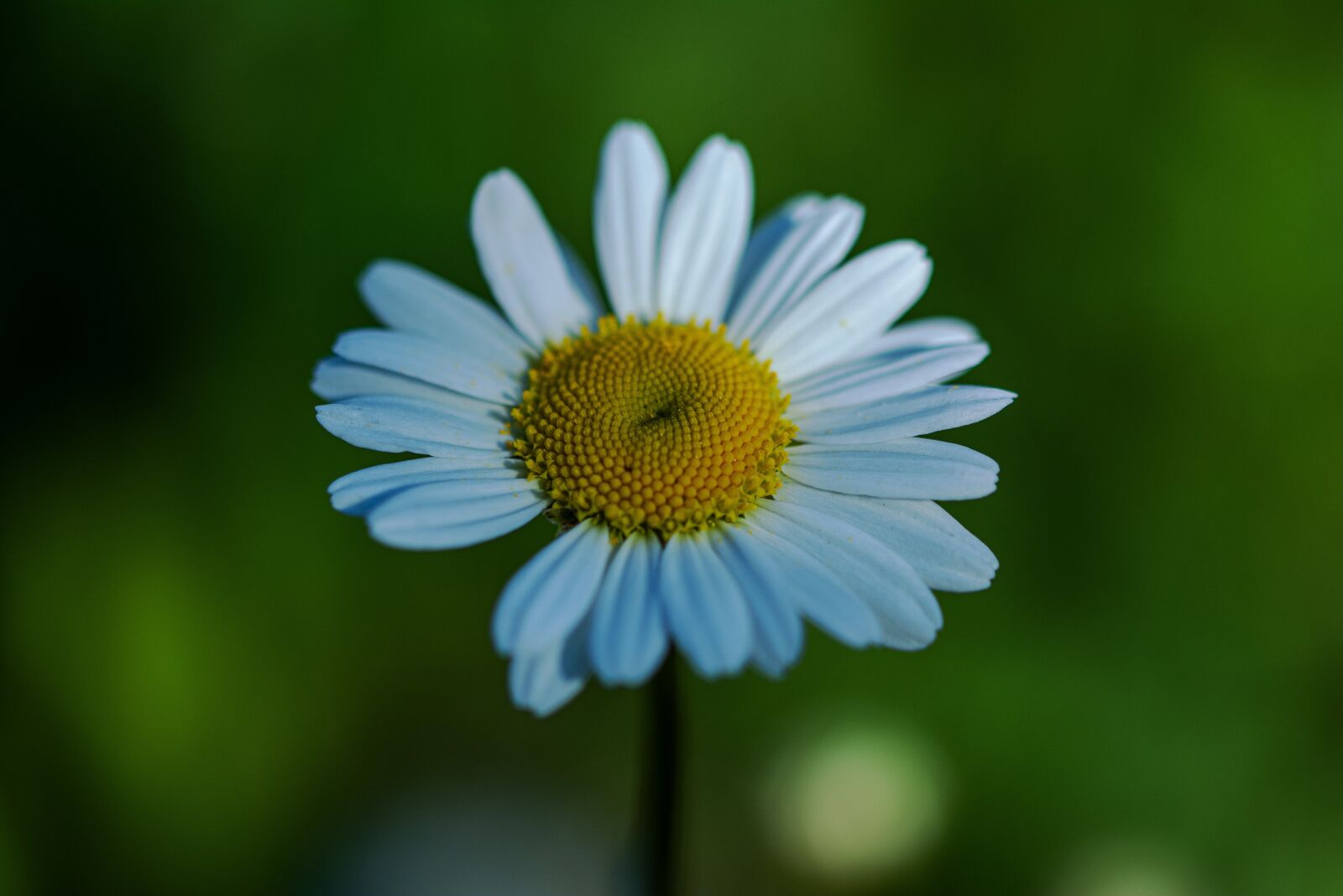 Nikon D7100 sample photo. Field bloom, flower, nature photography