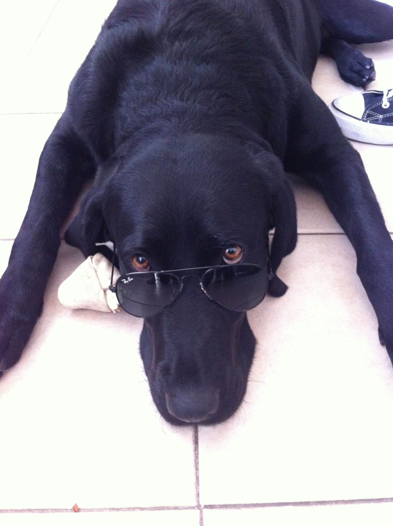 Apple iPhone 4 sample photo. Dogs, labrador, pets photography