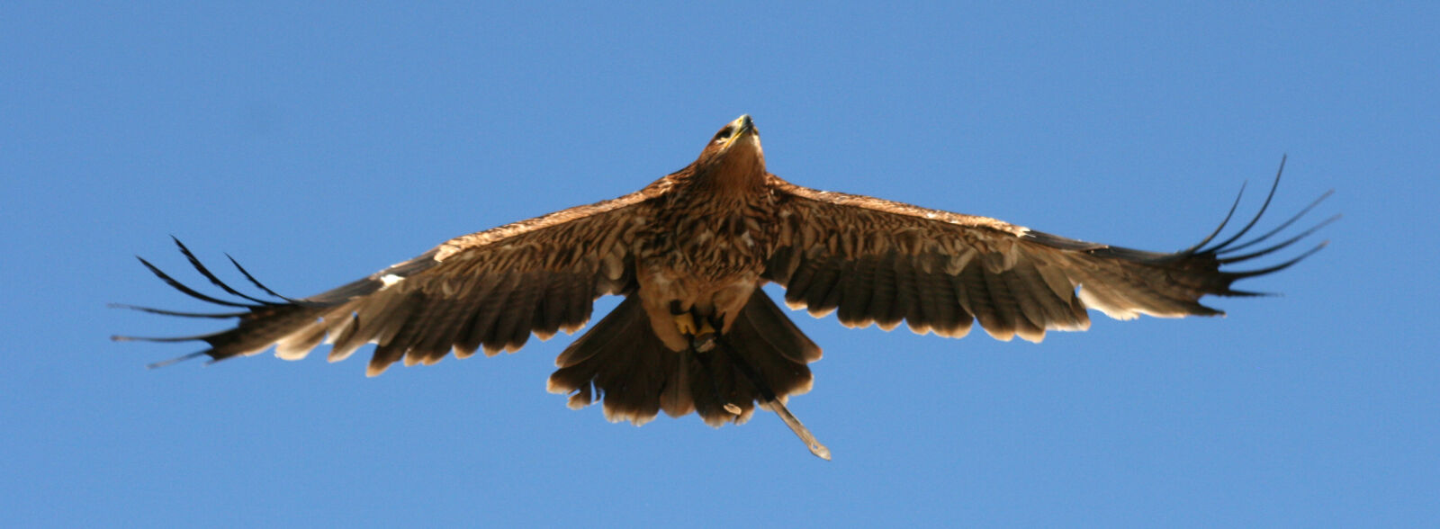 Canon EOS 400D (EOS Digital Rebel XTi / EOS Kiss Digital X) sample photo. Bird, prey, feathers, flight photography